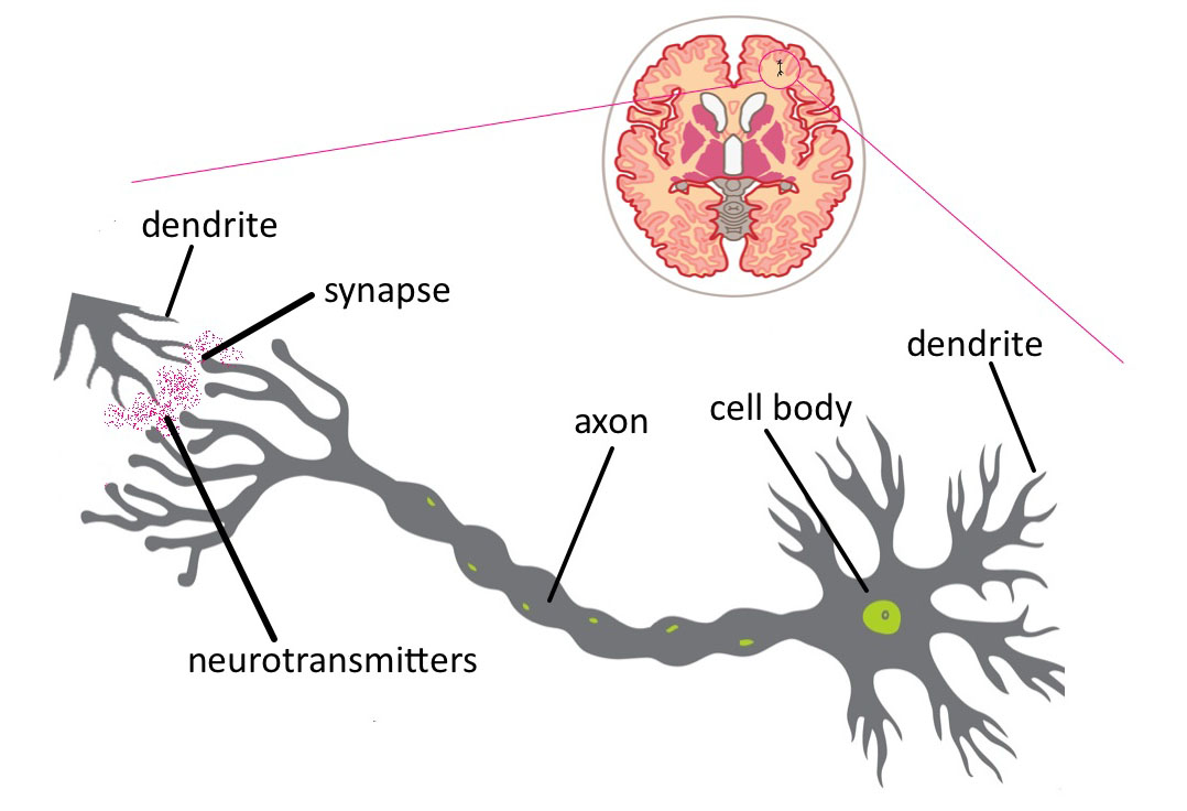 Brain Nerve Cell Diagram Gallery - How To Guide And Refrence
